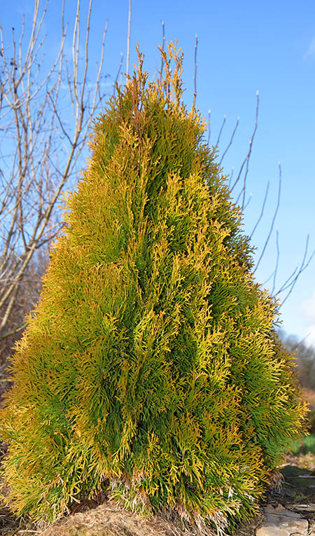 Thuja occidentalis 'Golden Smaragd '