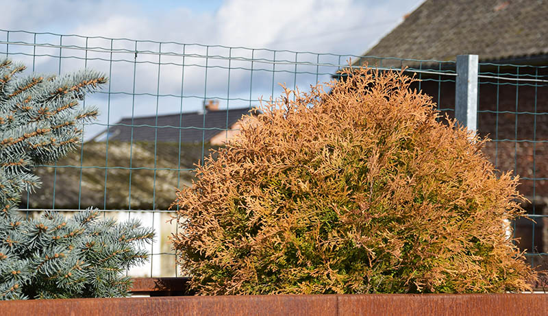 Thuja occidentalis 'Rheingold'
