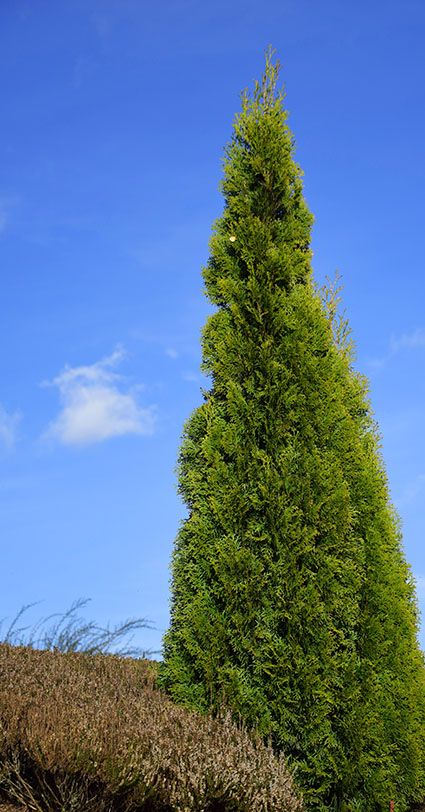 thuja occidentalis smaragd
