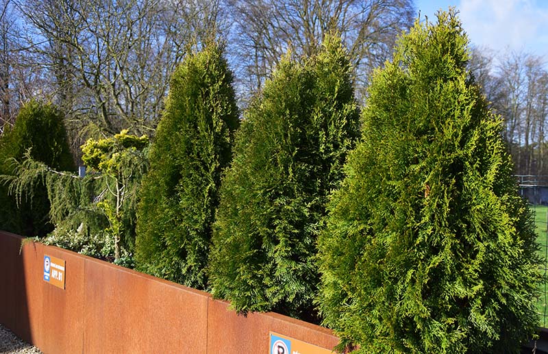 thuja occidentalis smaragd