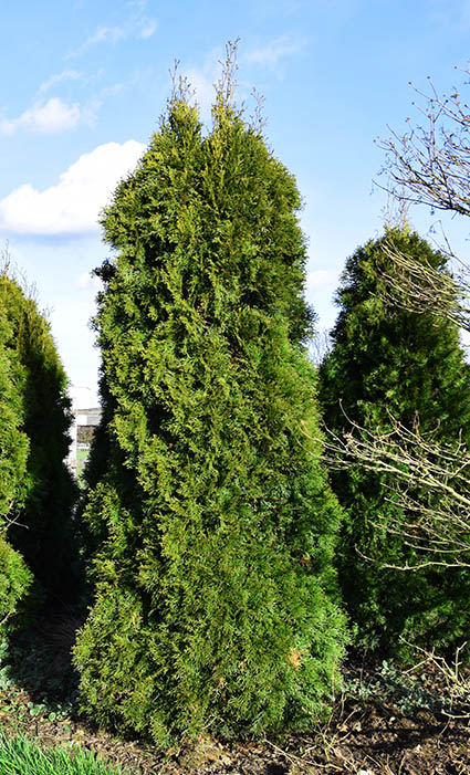 thuja occidentalis smaragd