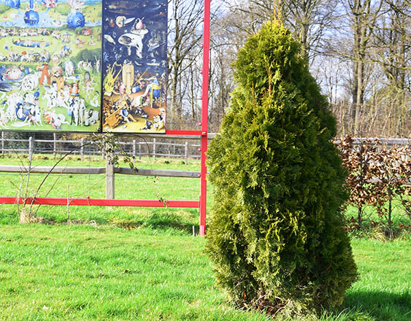 thuja occidentalis smaragd