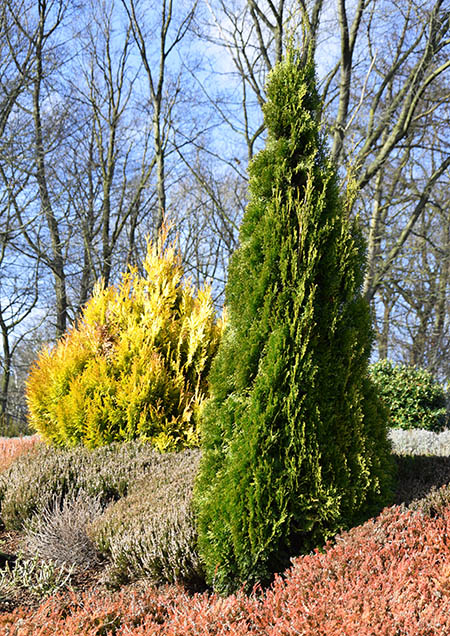 thuja occidentalis smaragd