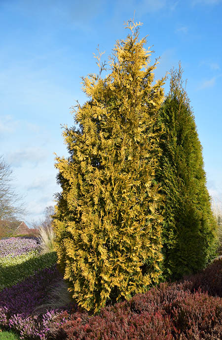 Thuja occidentalis 'Yellow Ribbon'