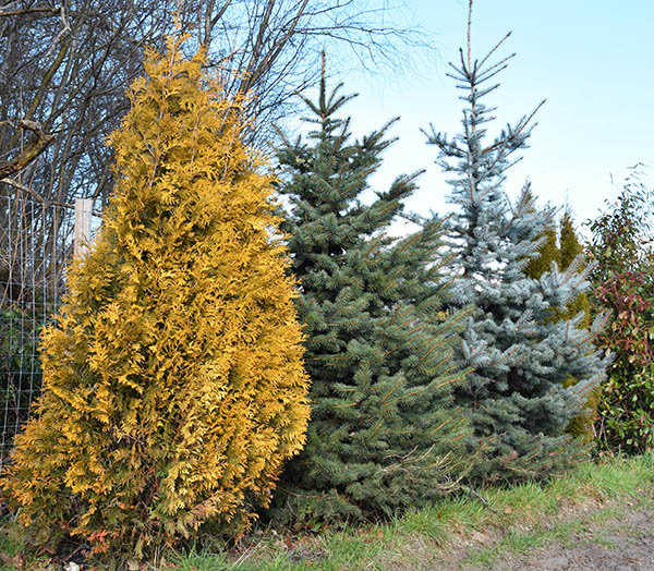 Thuja occidentalis 'Yellow Ribbon'