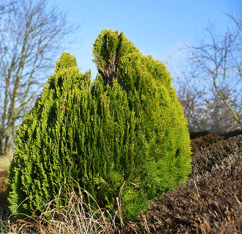 Thuja orientalis 'Aurea nana ' devenu Platycladus orientalis 'Aurea nana'