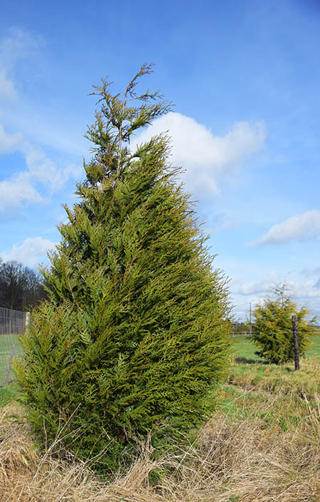 Thuja plicata 'Atrovirens' 