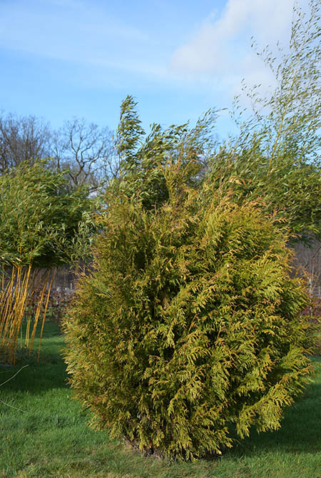 Thuja plicata 'Zebrina' (syn 'Aureovariegata')