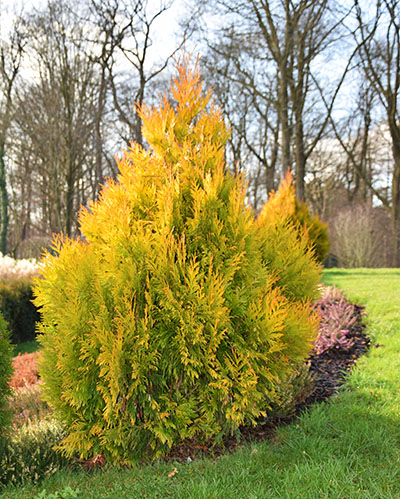 Thuja plicata '4 Ever Goldy'