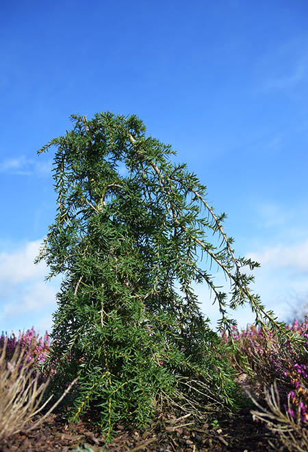 Tsuga heterophylla 'Thorsen's Weeping'