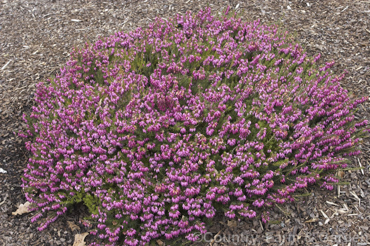 Erica carnea 'Myretoun Ruby' 