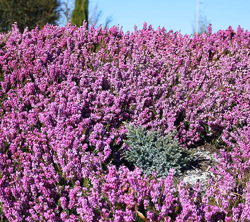 Erica carnea 'Rosalie'
