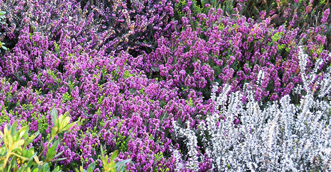 Erica carnea 'Rosalie', délicat contraste entre fleurs et  feuillage tendrement vert. 