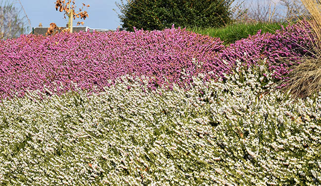 Erica carnea 'Springwood White'