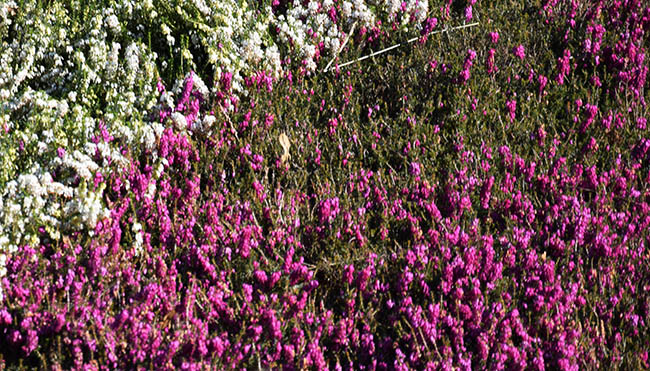 Erica carnea 'Winterfreude' 