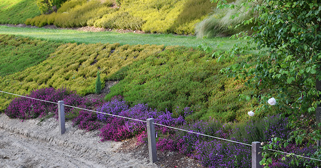 Erica cinerea 'CD Eason' et Erica cinerea 'Pallas'