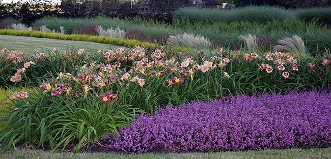 Erica cinerea 'Sandpit Hill