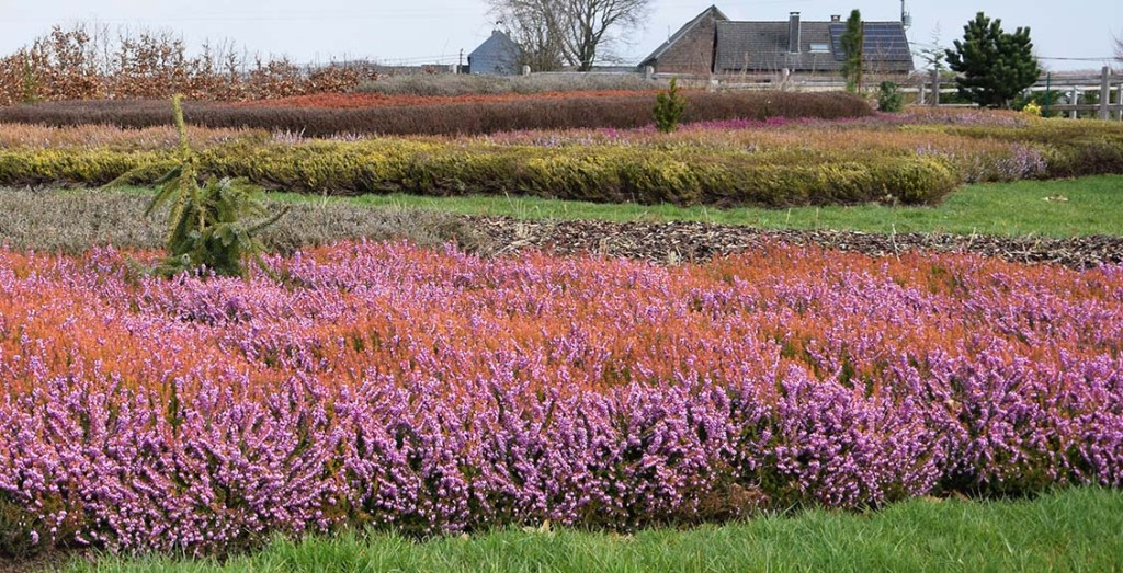 Erica darleyensis 'Eva Gold'