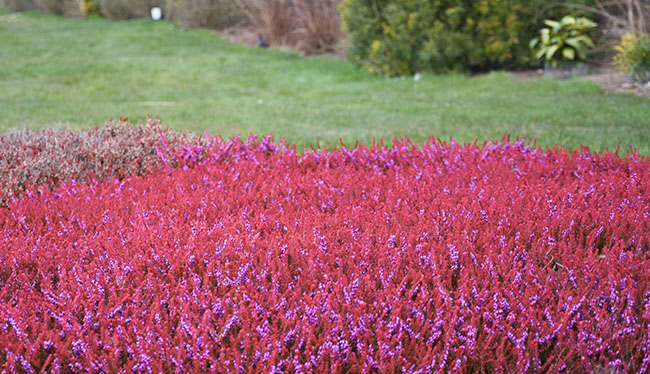Erica darleyensis 'Eva Gold', feuillage rouge