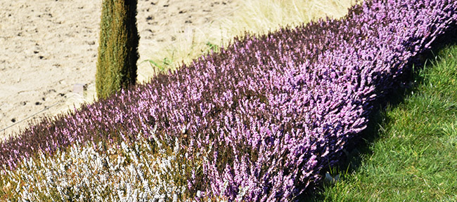 Erica darleyensis 'Furzey'