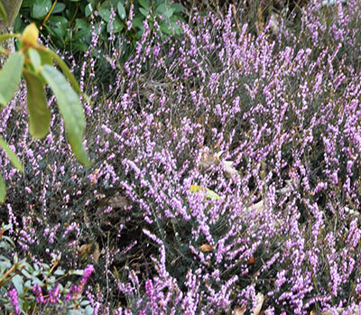 Erica darleyensis 'Ghost Hills'