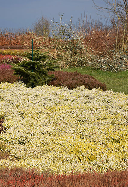 Erica darleyensis 'Golden Perfect',