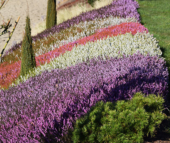Erica darleyensis 'JW Porter' entre 'Kramers Rote et White Perfection.