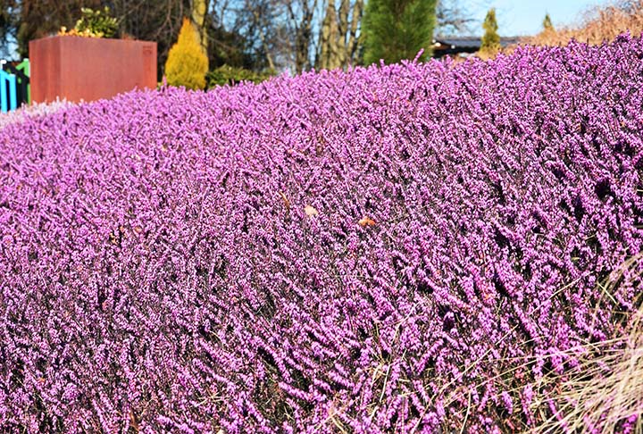 Erica darleyensis 'Kramers Rote'
