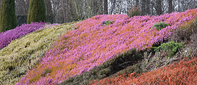 Erica darleyensis 'Mary Helen'