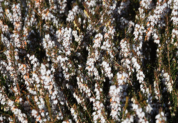 Erica darleyensis 'Silberschmelze'