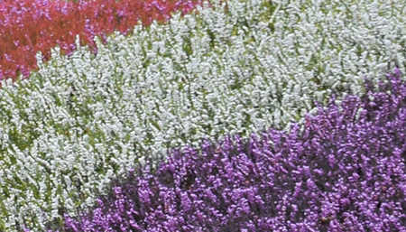 Erica darleyensis
 'White perfection',