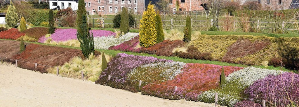 erica floraison en mars