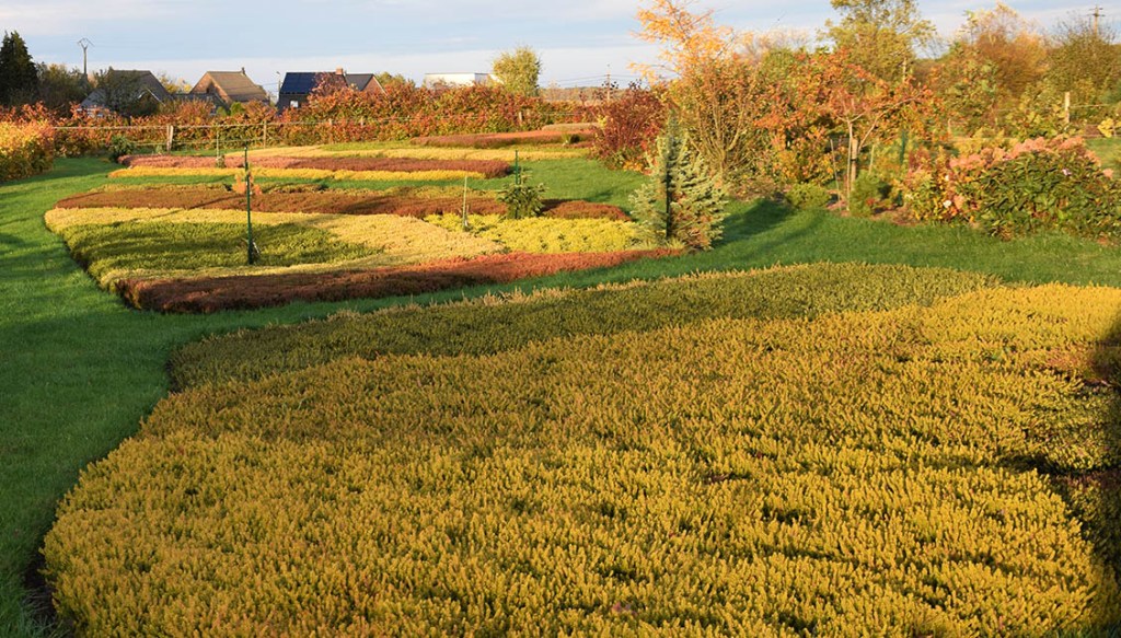 erica, les feuillages en octobre