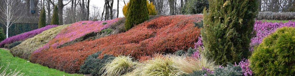 erica floraison en mars