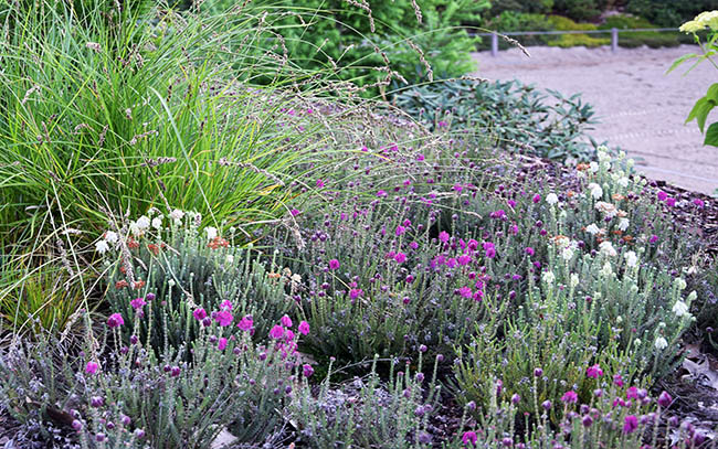 Erica tetralix 'Con Underwood' et 'Alba Mollis