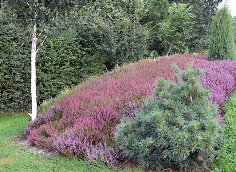 Calluna – Jardin Bois du Roi